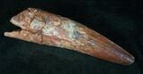 Huge Spinosaurus Tooth - Partial Root #13230-2